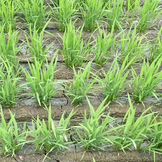 Best performance guaranteed quality rice seeder farm equipment paddy Seeder planter machine