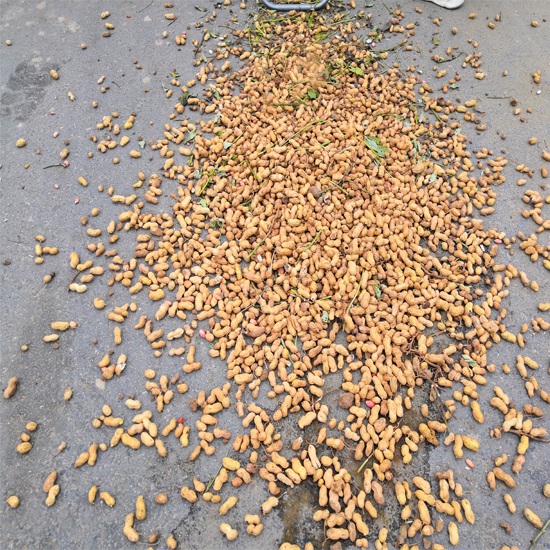 Best Price Of Peanut Combine Harvester Groundnut Harvesting Machine Peanut Picker Fresh Peanut Picking Machine